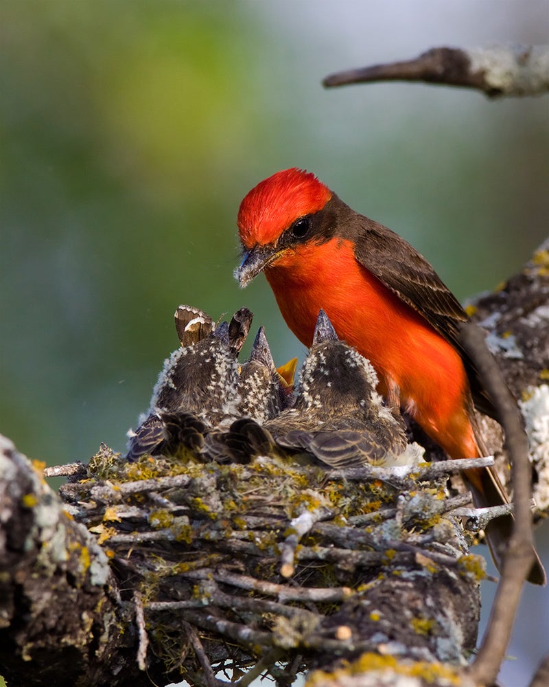 Vermilion Flycatcher | Audubon Field Guide